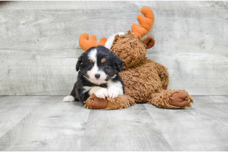 Cute Mini Aussiedoodle Baby