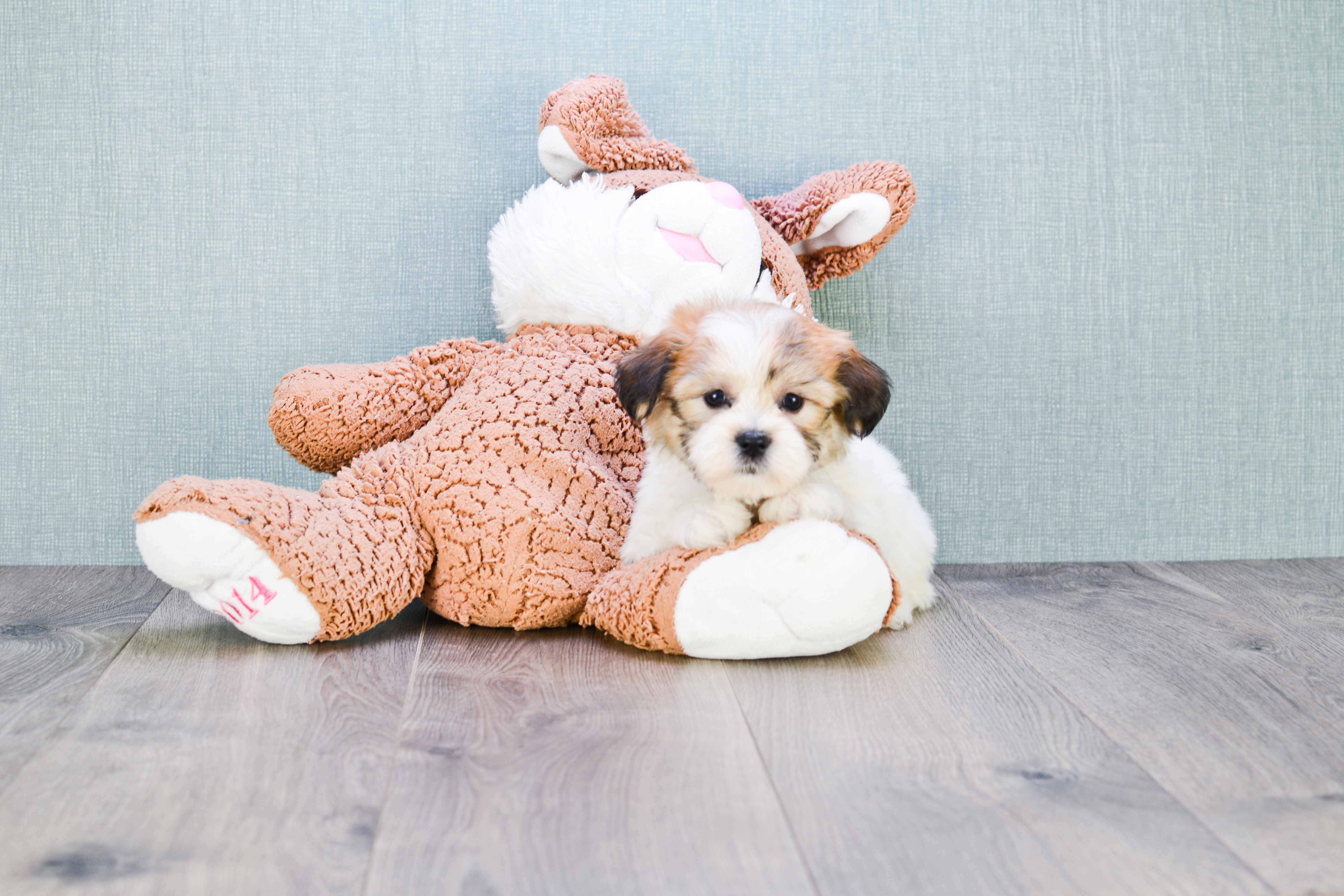 Best Teddy Bear Baby