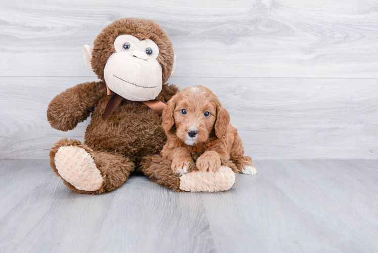 Mini Goldendoodle Puppy for Adoption