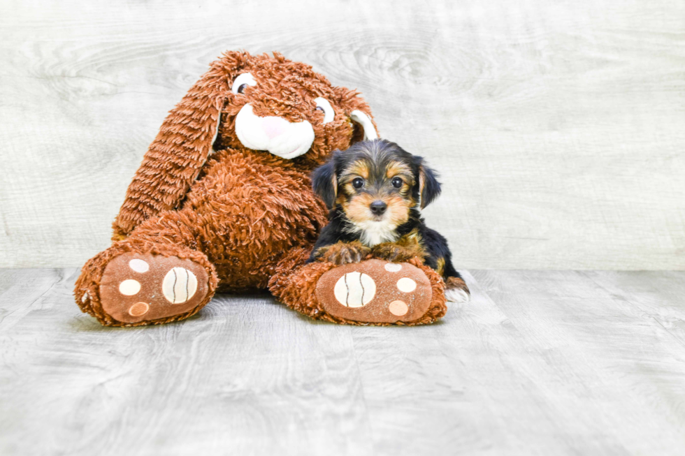 Meet Beyonce - our Yorkshire Terrier Puppy Photo 