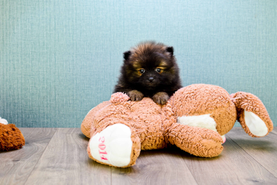 Pomeranian Pup Being Cute