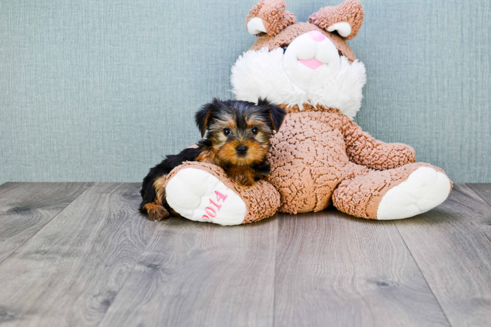 Meet Izzie - our Yorkshire Terrier Puppy Photo 