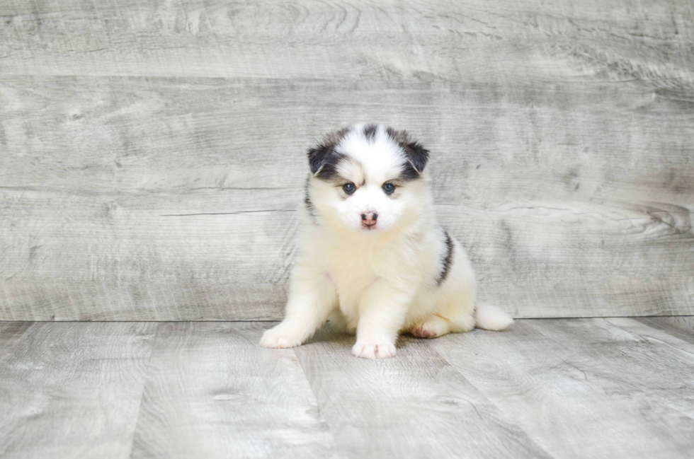 Pomsky Pup Being Cute