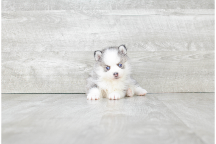 Best Pomsky Baby