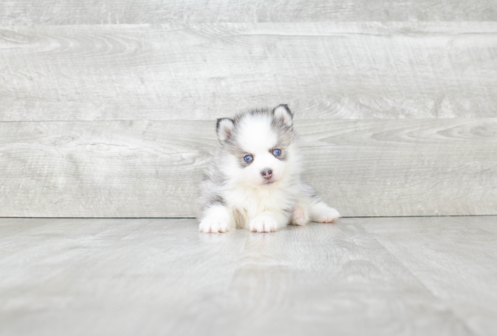 Best Pomsky Baby