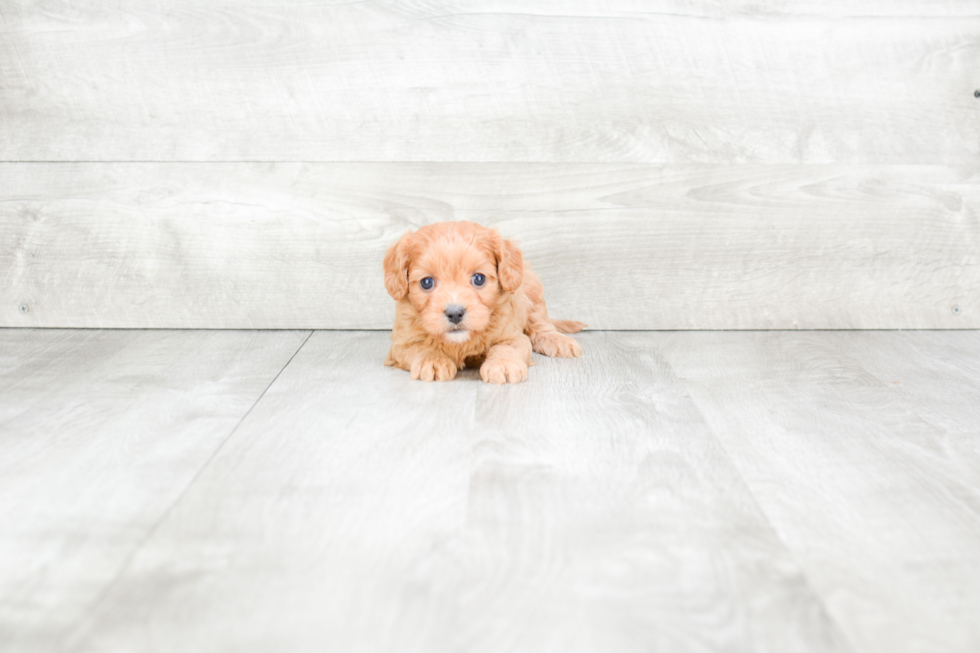 Petite Cavapoo Poodle Mix Pup