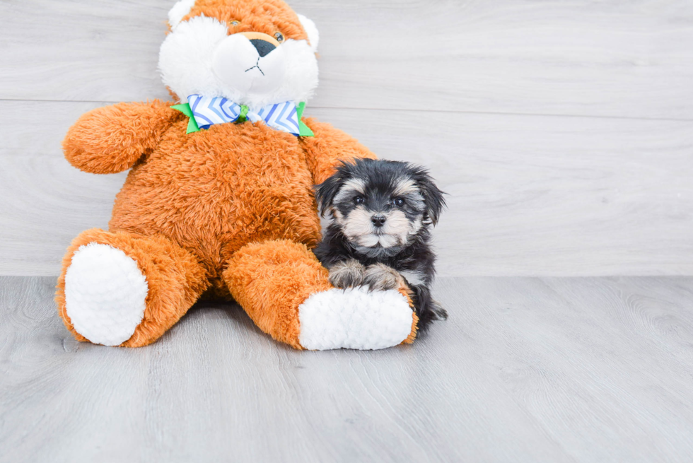 Small Morkie Baby
