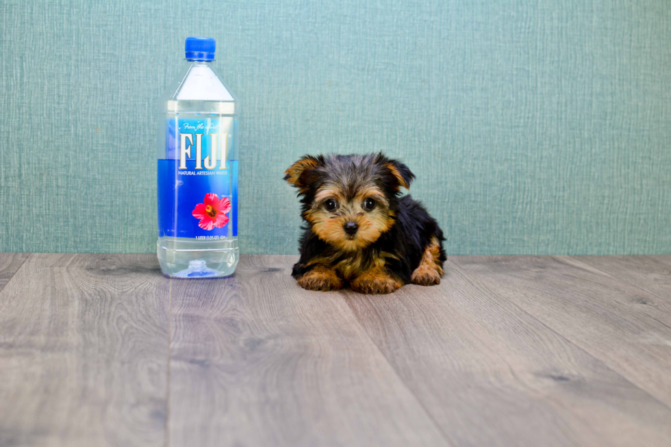 Meet Goldie - our Yorkshire Terrier Puppy Photo 