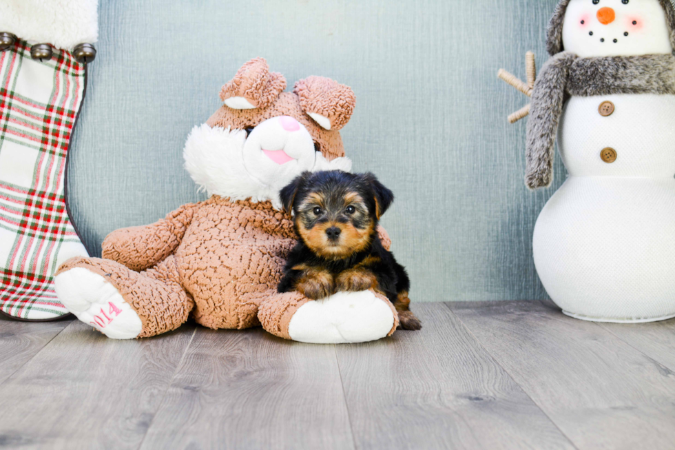 Meet Timmy - our Yorkshire Terrier Puppy Photo 