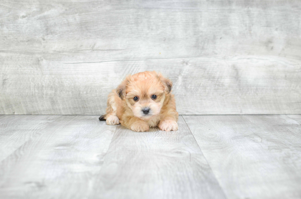 Morkie Pup Being Cute