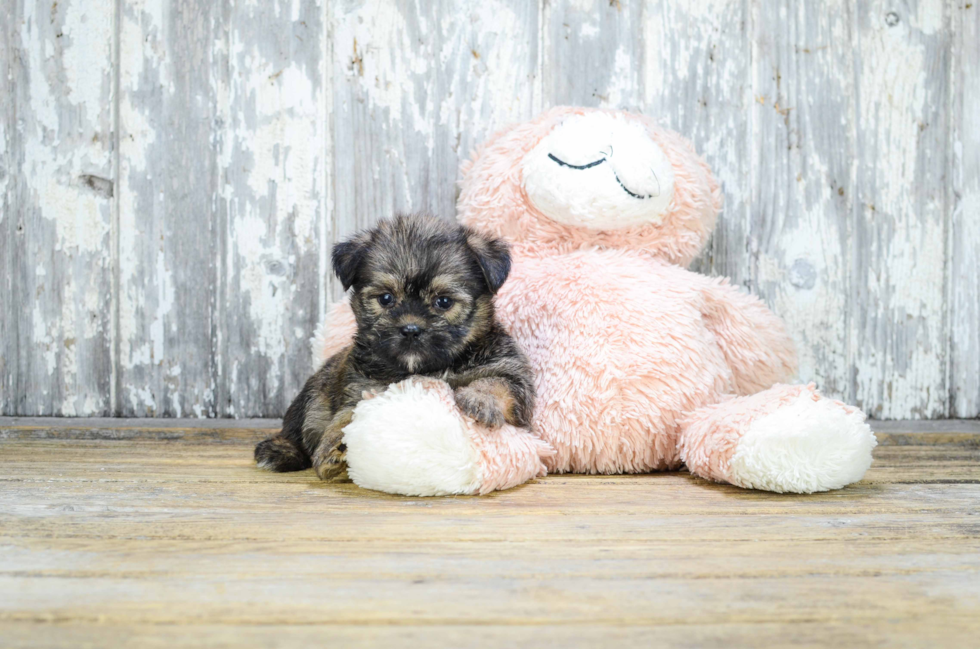 Petite Shorkie Designer Pup