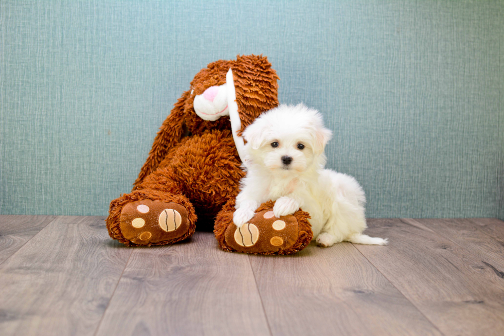 Maltese Puppy for Adoption