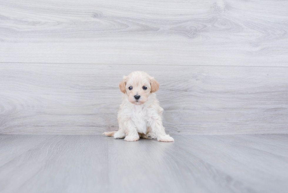 Little Maltese Poodle Poodle Mix Puppy