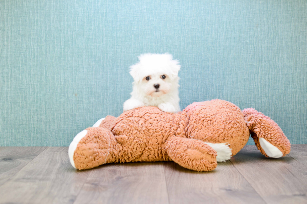 Funny Maltese Baby