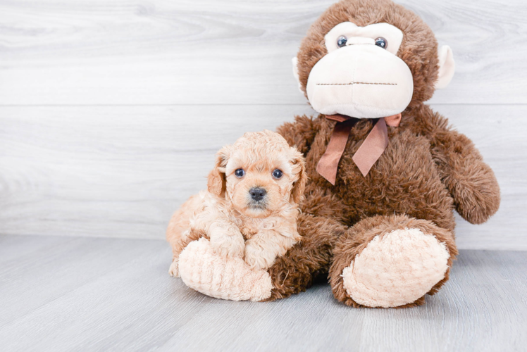 Cavapoo Puppy for Adoption
