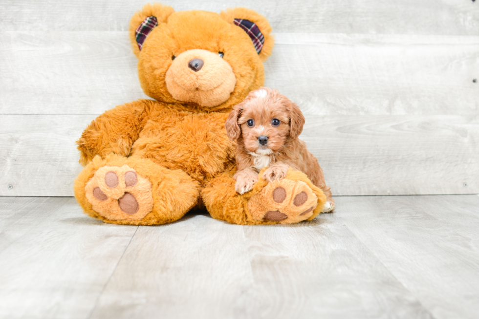 Cavapoo Puppy for Adoption