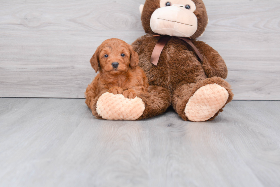 Funny Mini Goldendoodle Poodle Mix Pup