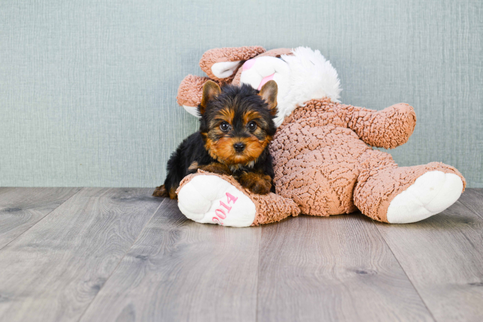 Meet Joey - our Yorkshire Terrier Puppy Photo 