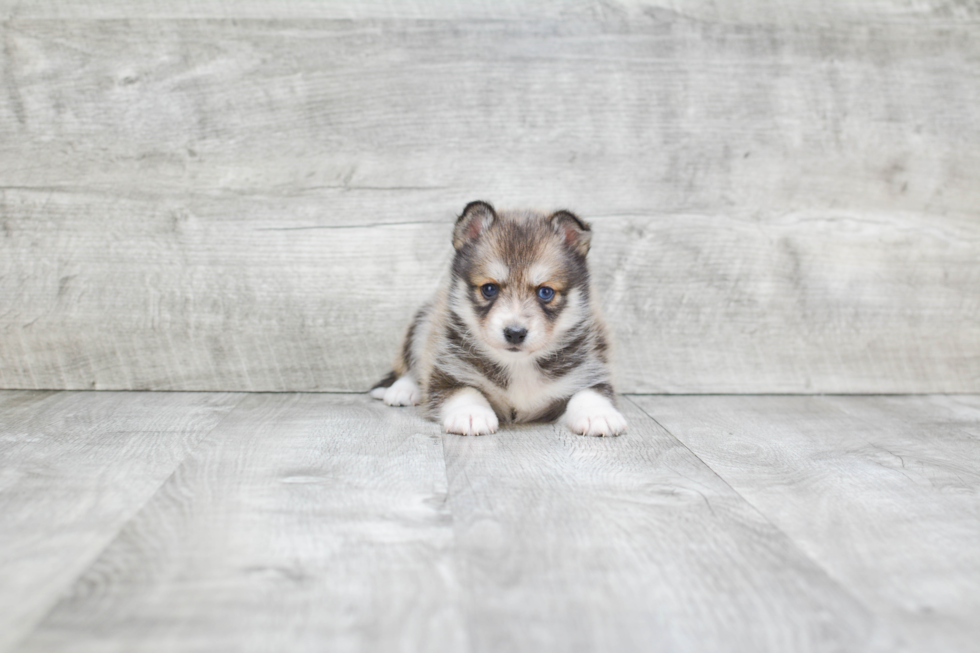 Pomsky Pup Being Cute