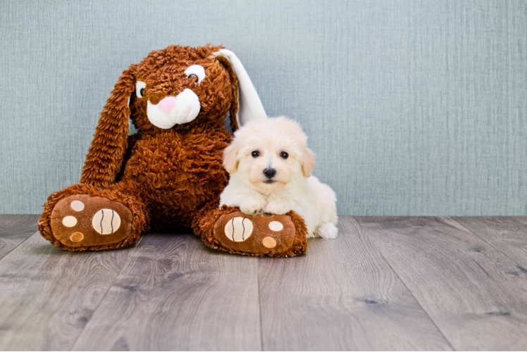 Maltipoo Puppy for Adoption