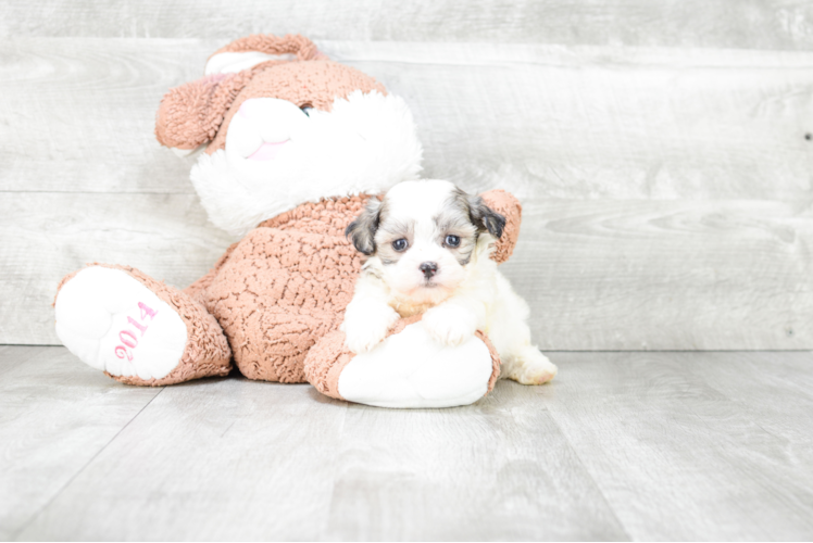 Friendly Teddy Bear Baby