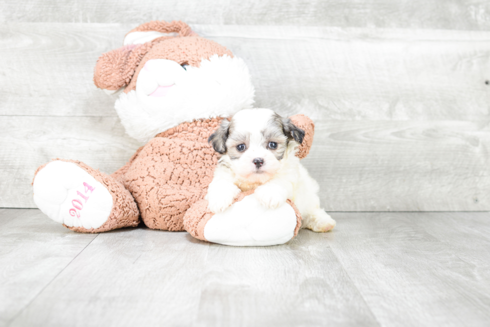 Friendly Teddy Bear Baby