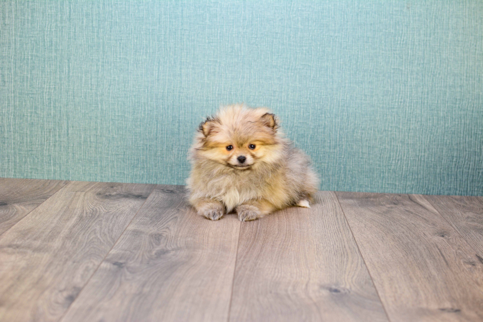 Pomeranian Puppy for Adoption