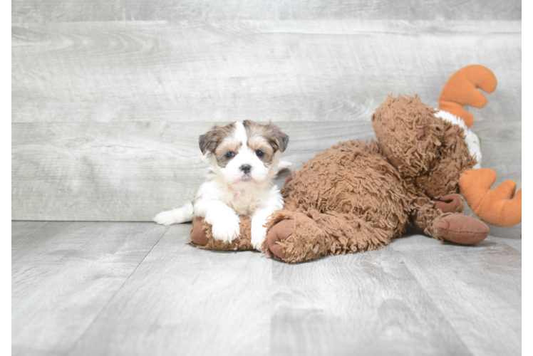 Teddy Bear Pup Being Cute