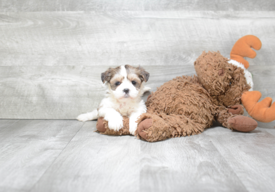 Teddy Bear Pup Being Cute