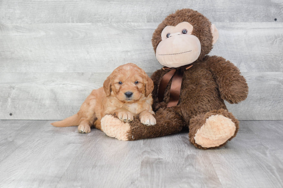 Funny Mini Goldendoodle Poodle Mix Pup