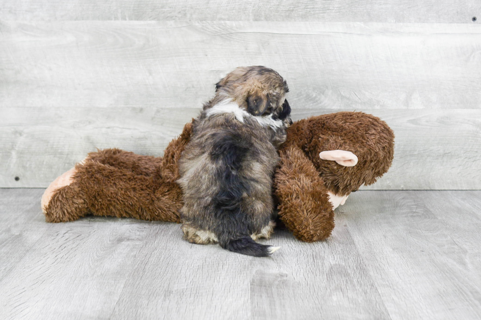 Funny Havanese Purebred Pup