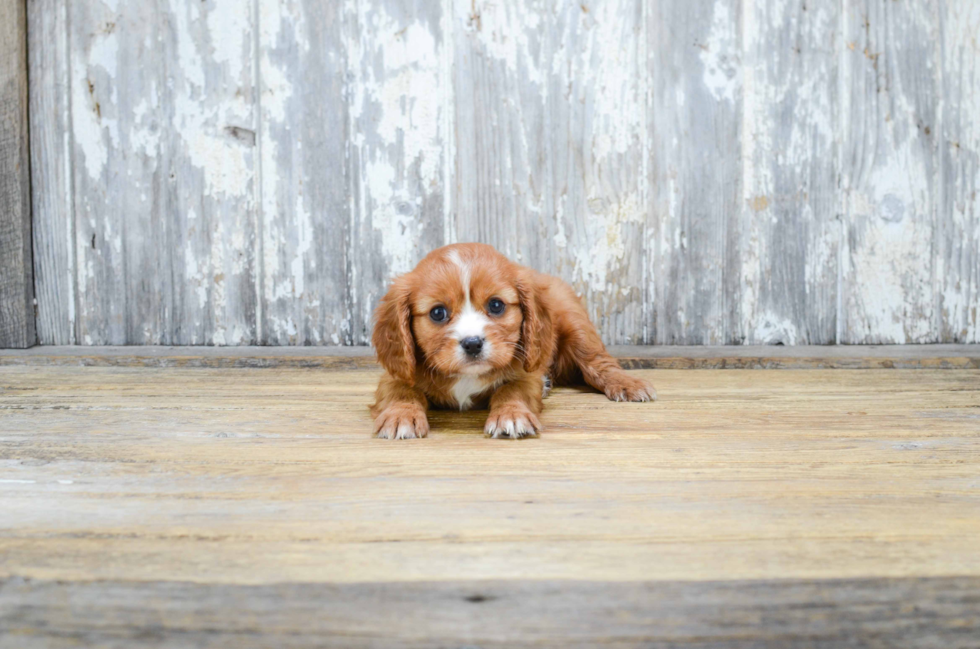 Cavalier King Charles Spaniel Puppy for Adoption