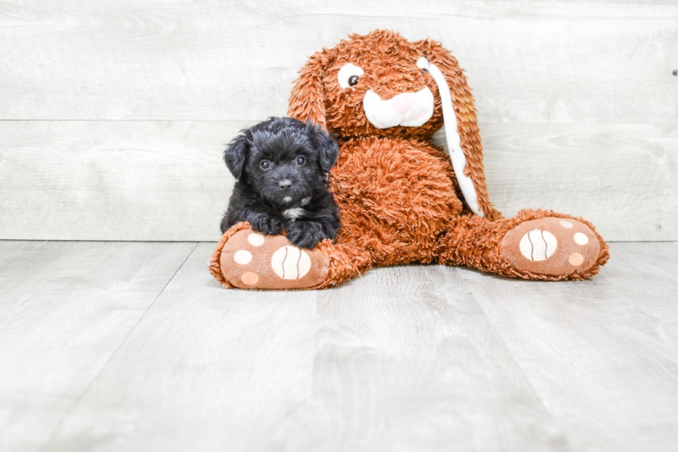 Adorable Aussiepoo Poodle Mix Puppy