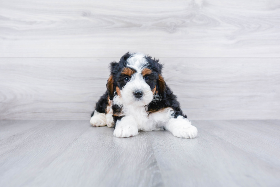 Small Mini Bernedoodle Baby