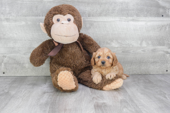 Cavapoo Pup Being Cute