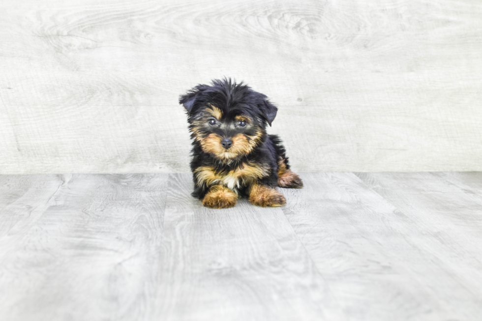 Meet Capone - our Yorkshire Terrier Puppy Photo 