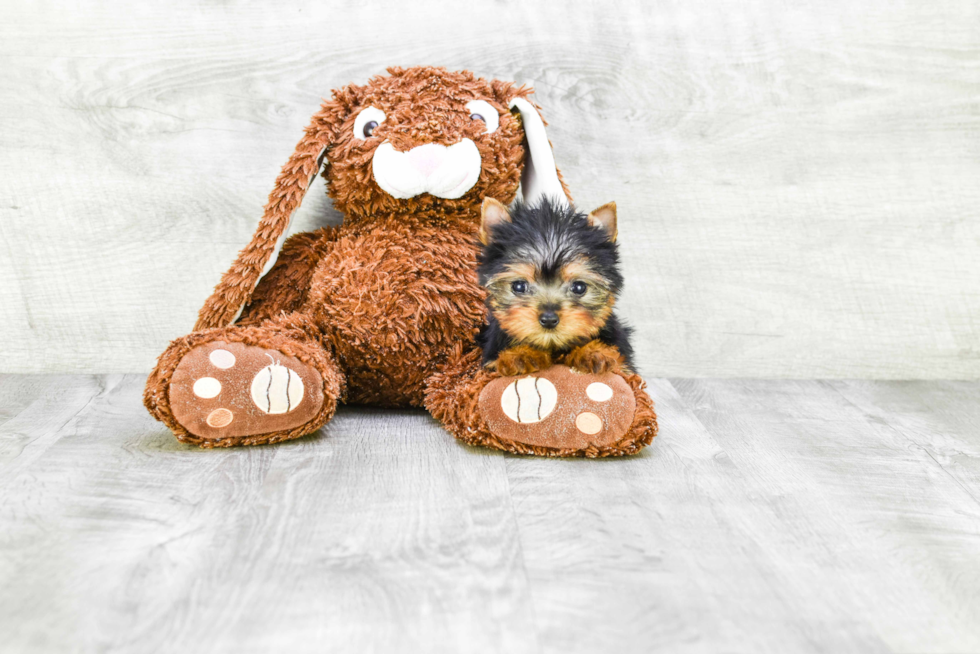 Meet Tinkerbell - our Yorkshire Terrier Puppy Photo 