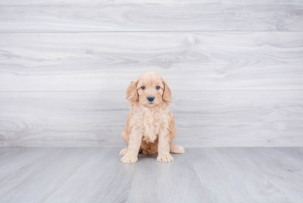 Funny Mini Goldendoodle Poodle Mix Pup