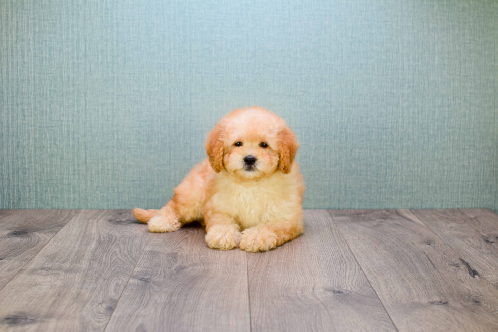 Smart Mini Goldendoodle Poodle Mix Pup