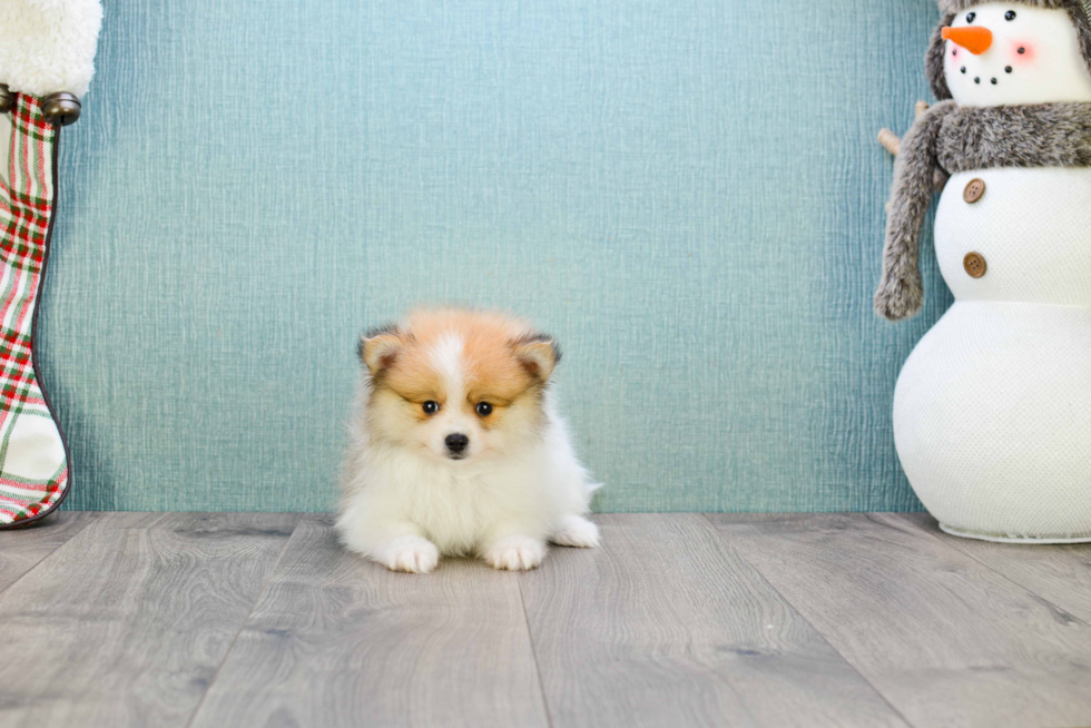 Sweet Pomeranian Purebred Puppy