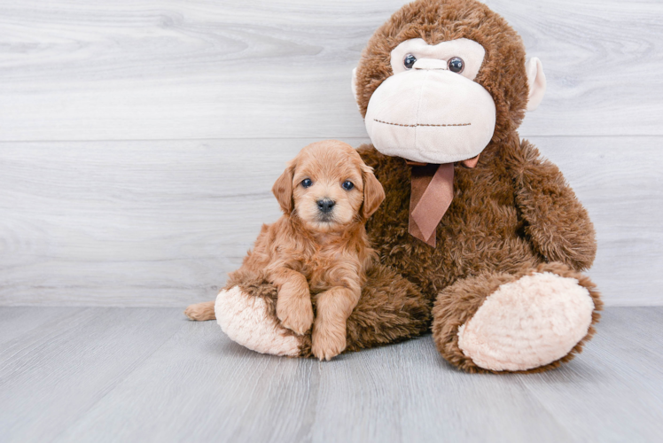 Sweet Cockapoo Baby