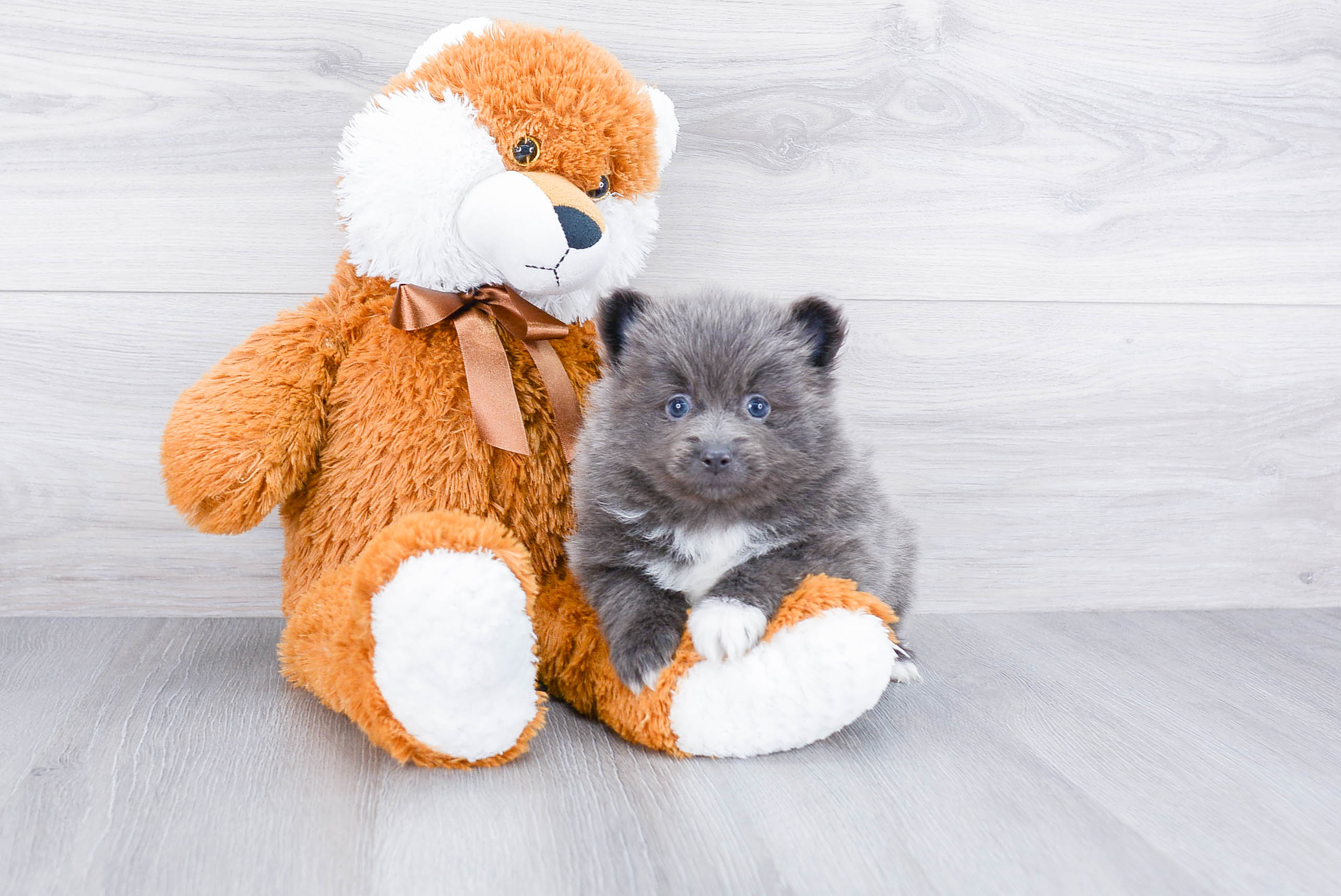 Cute Pomeranian Purebred Puppy