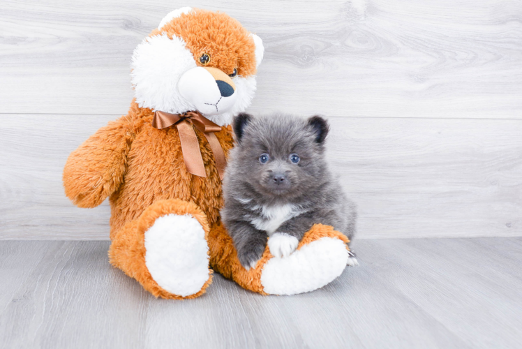 Cute Pomeranian Purebred Puppy