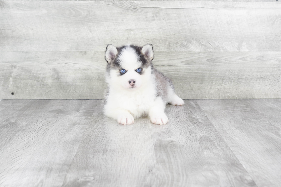 Energetic Mini Husky Designer Puppy