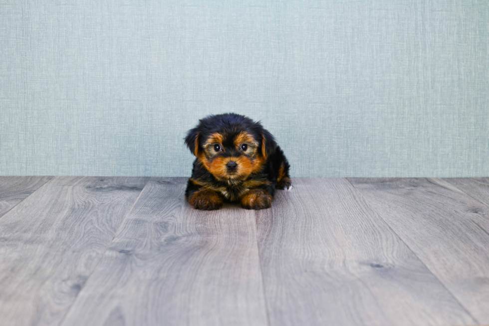 Meet Capone - our Yorkshire Terrier Puppy Photo 