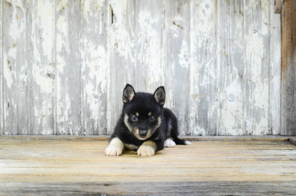 Smart Pomsky Designer Pup