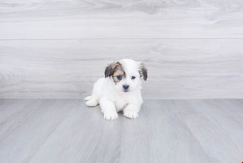 Adorable Havanese Purebred Puppy