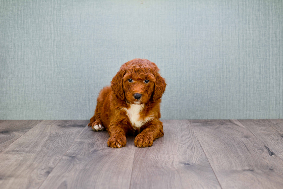 Little Golden Retriever Poodle Mix Puppy