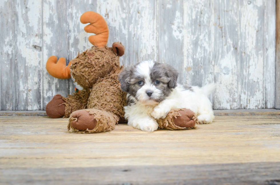 Teddy Bear Pup Being Cute