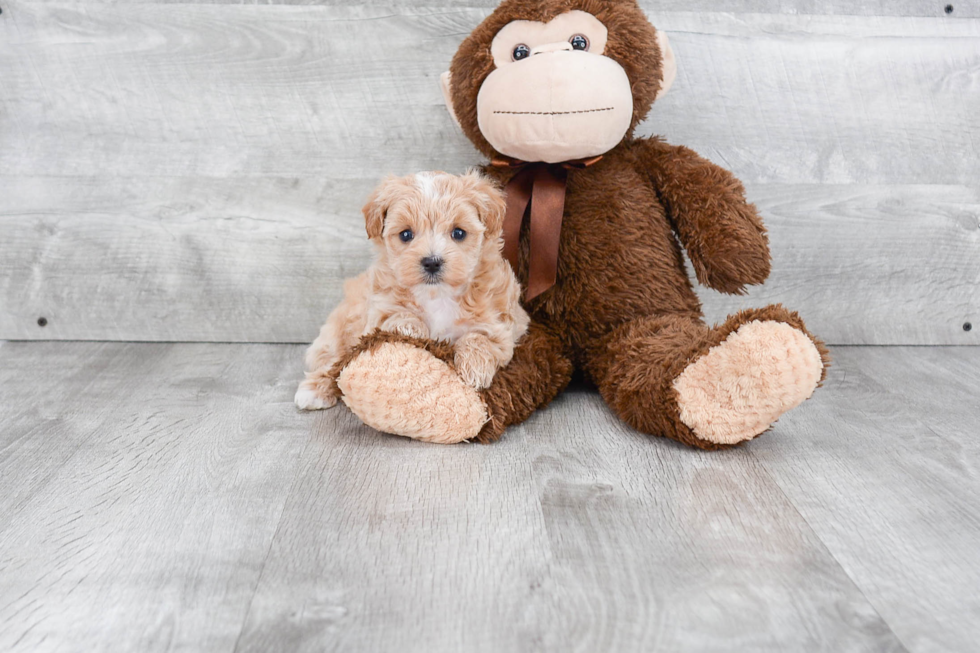 Maltipoo Pup Being Cute